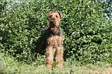 AIREDALE TERRIER 008